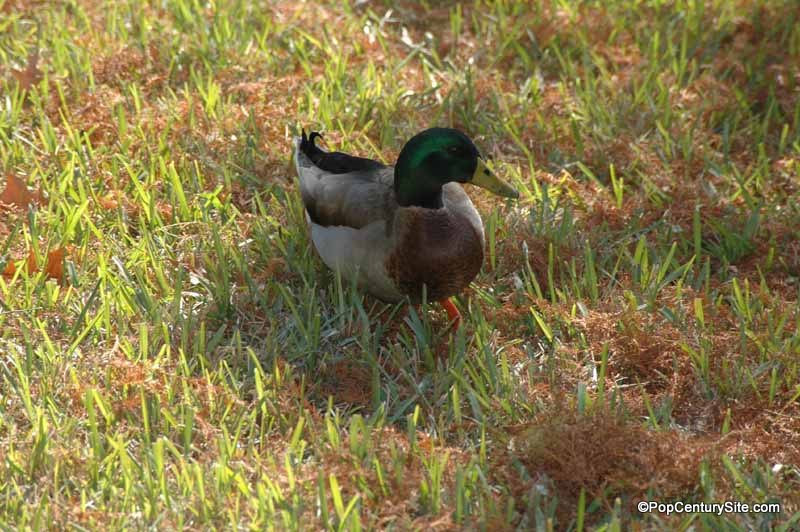 Duck at Pop Century